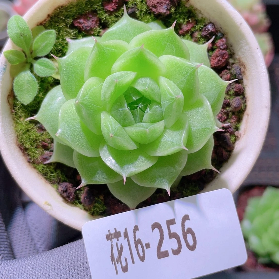 花利美16-256麦秆