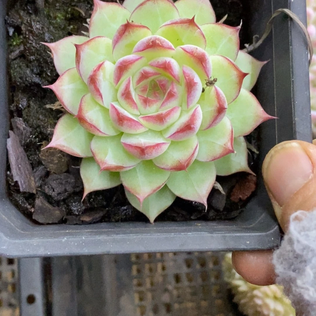 精品多肉一物一拍不包整265