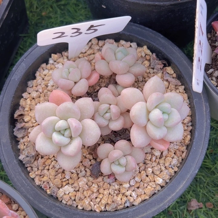 健健康康平平安安