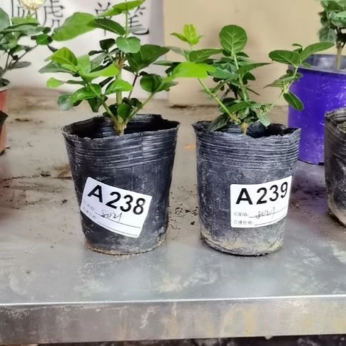 大部分花苞少量开放用****7