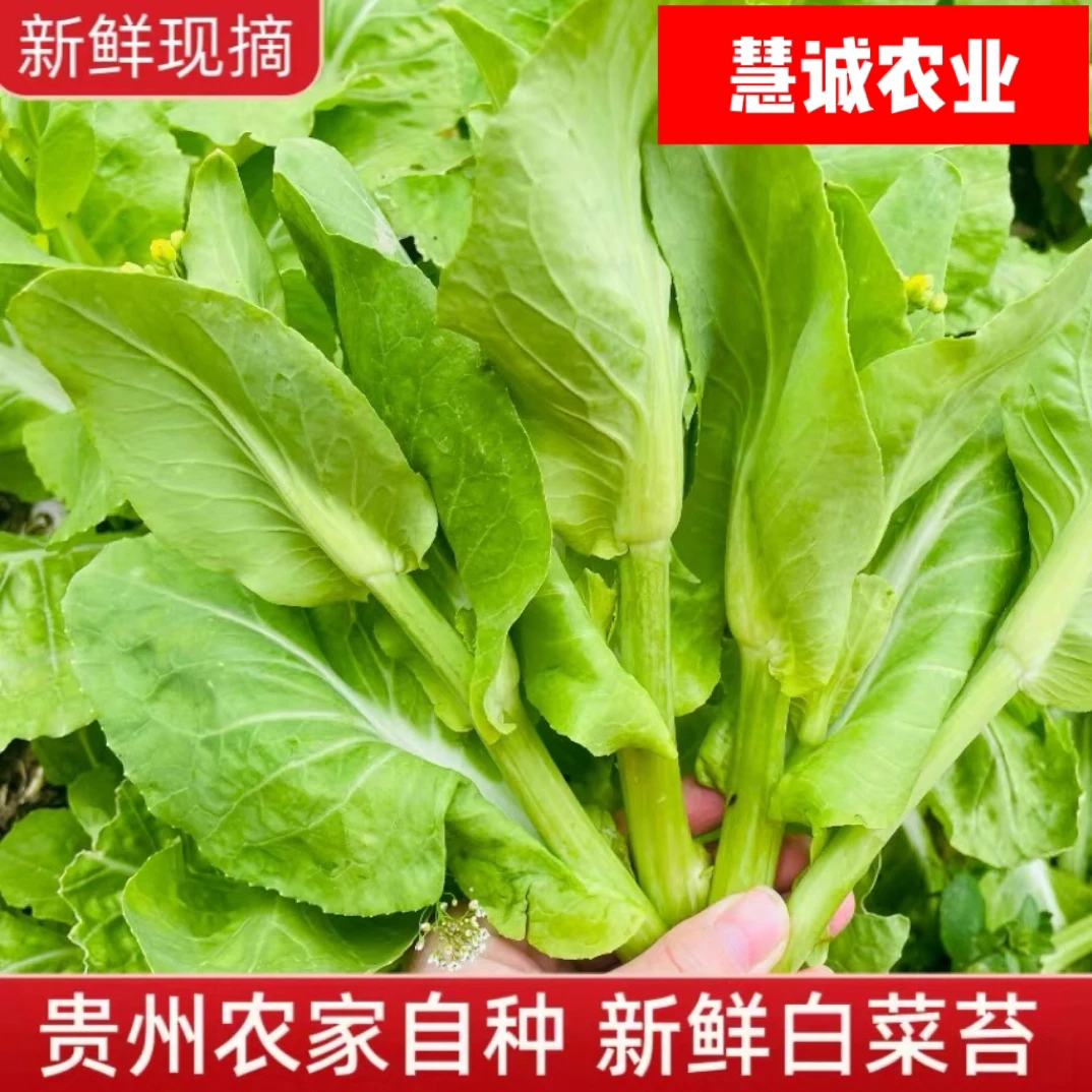 贵州新鲜白菜苔绿色应季蔬菜现摘现发正宗农家菜