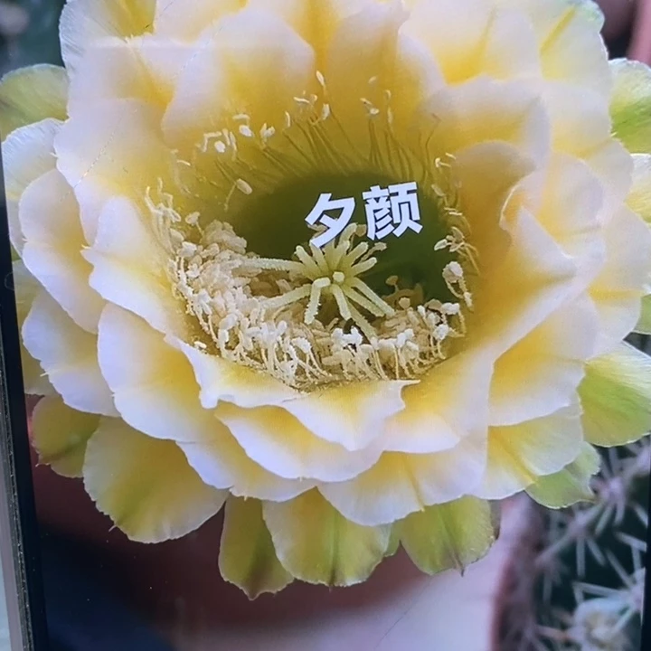 香香绿黄白6.5公分左右