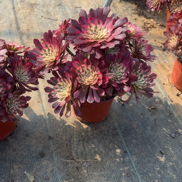 80红铜壶白多肉多肉多肉