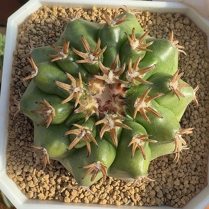 猫爪圆盘玉仙人球22