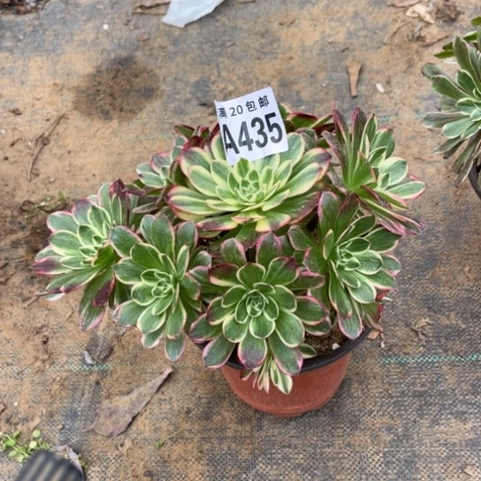 435云和法师不包断枝