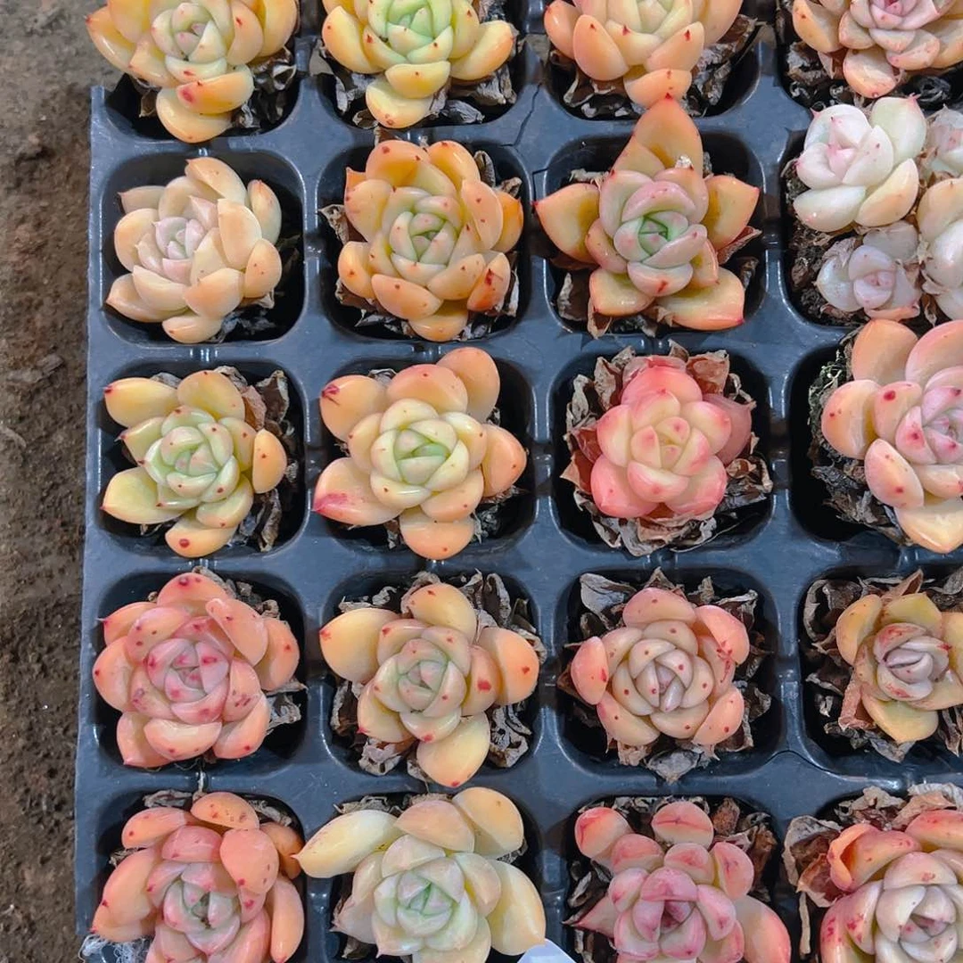 直播福利一物一拍123