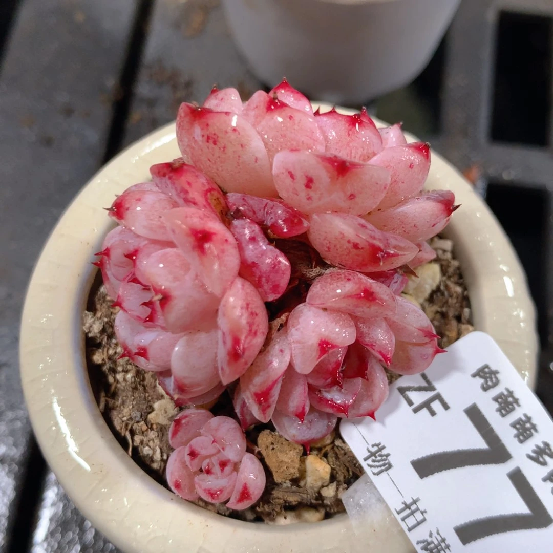 5CM拇指盆精控多肉ZF774