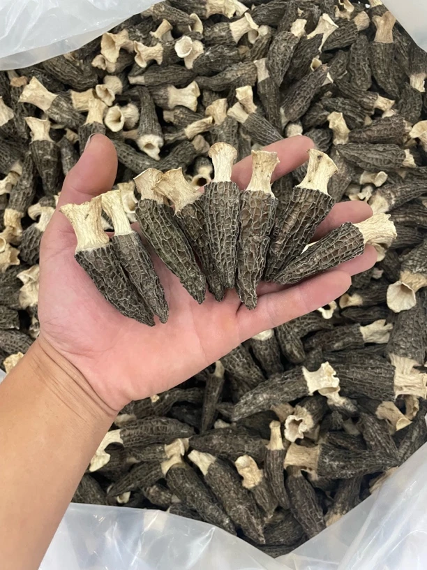 头茬六妹羊肚菌4-6肉厚鸡脚冬瓜煲汤辅食监控老公嘎嘎好吃油莎豆