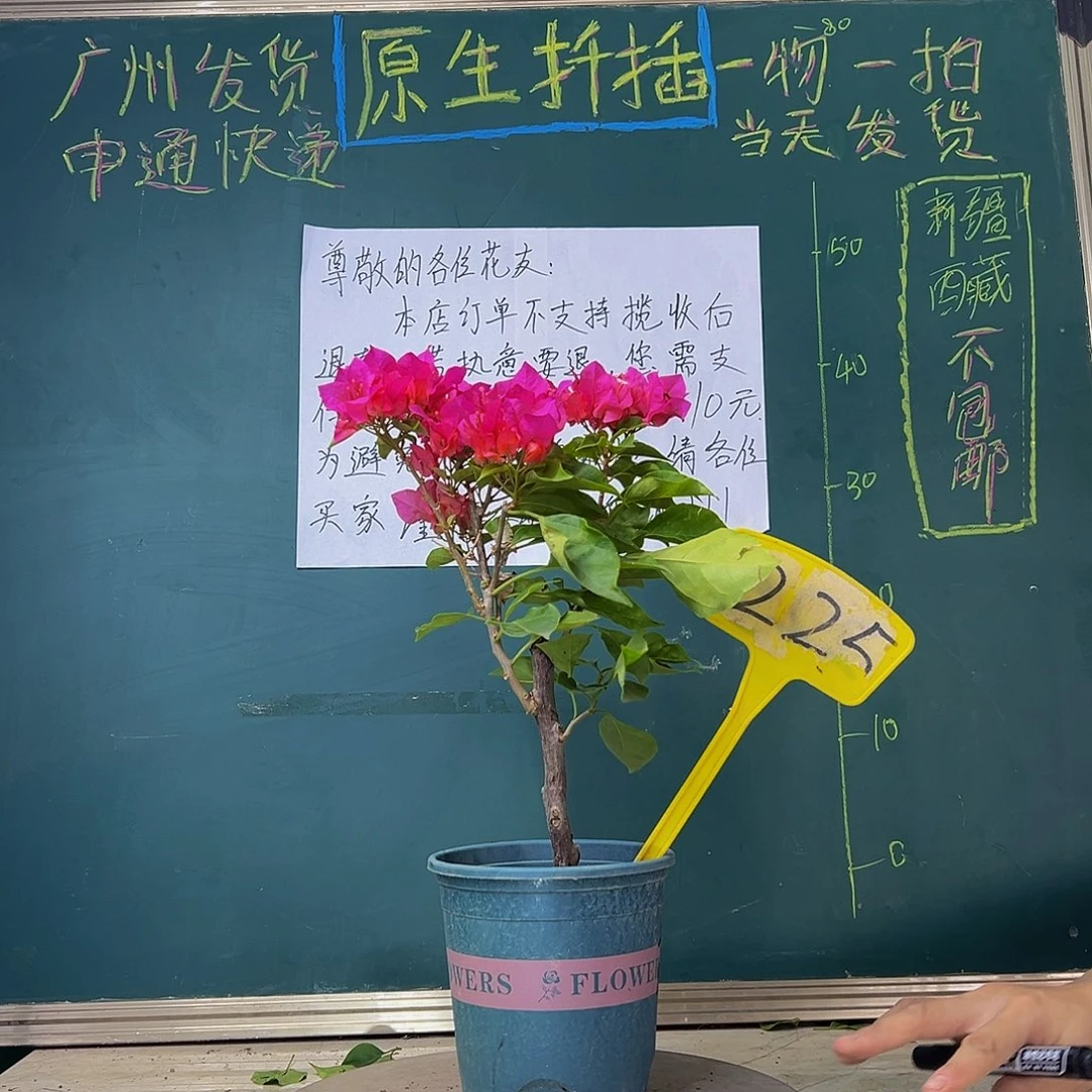当前无花栽培后可以开花  菲菲娜红  225