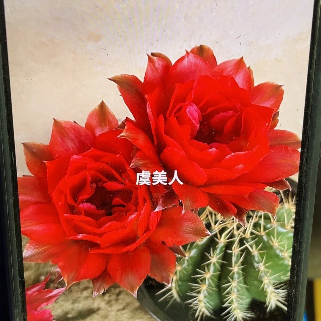 Cc160侧芽歪5公分左右满18包邮