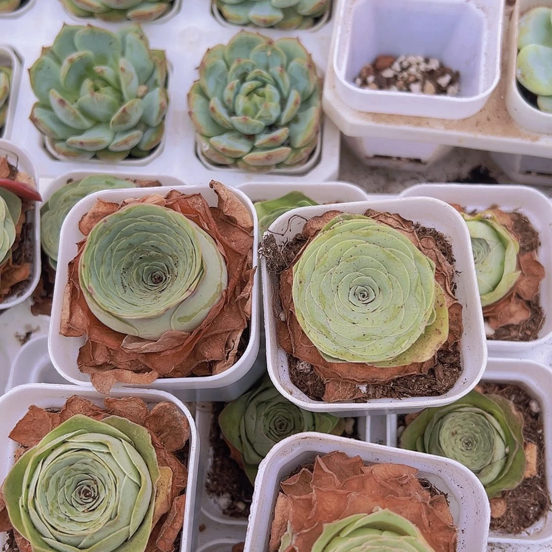 玫瑰组合4盆19包邮多肉植物