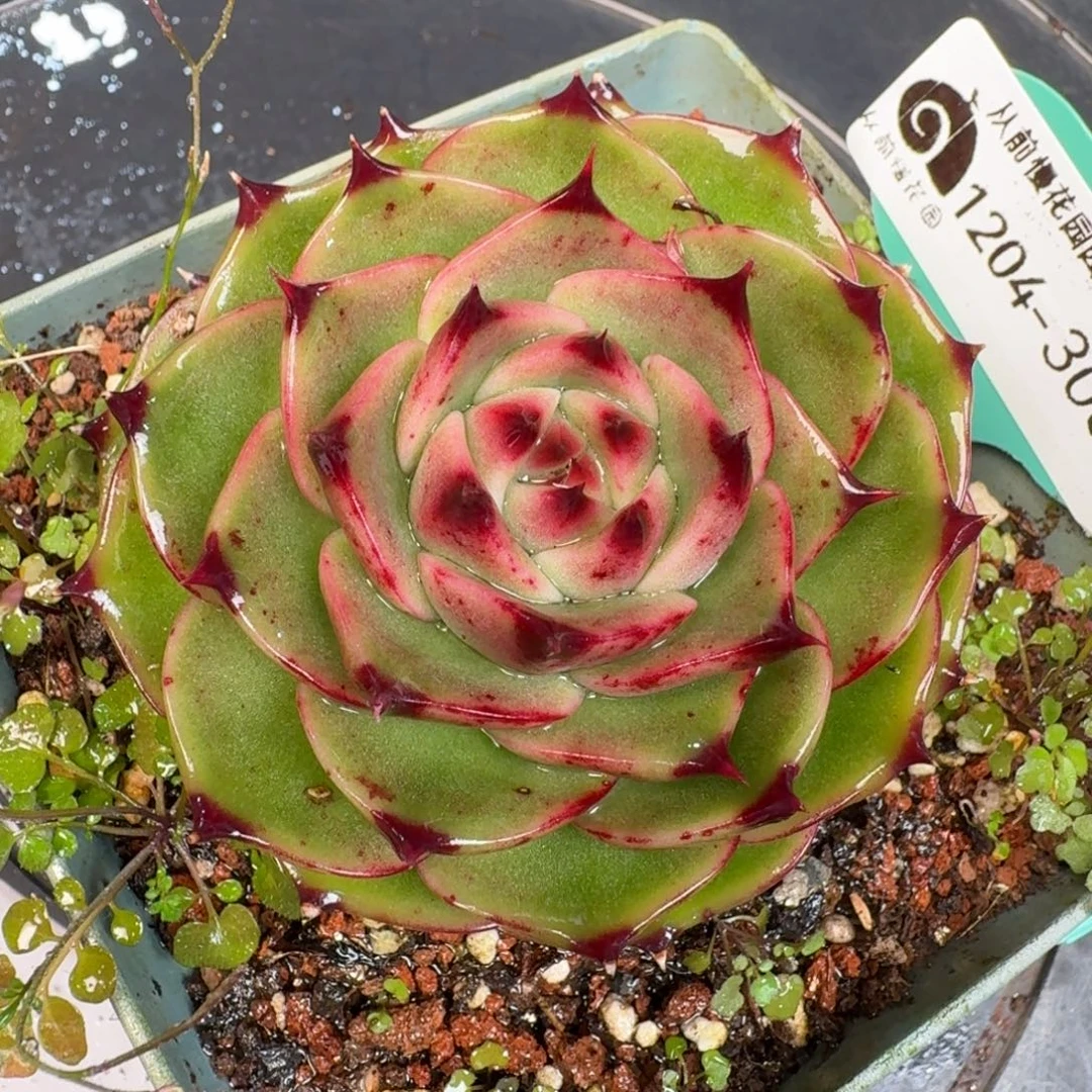 从前慢多肉精选编号1204.306