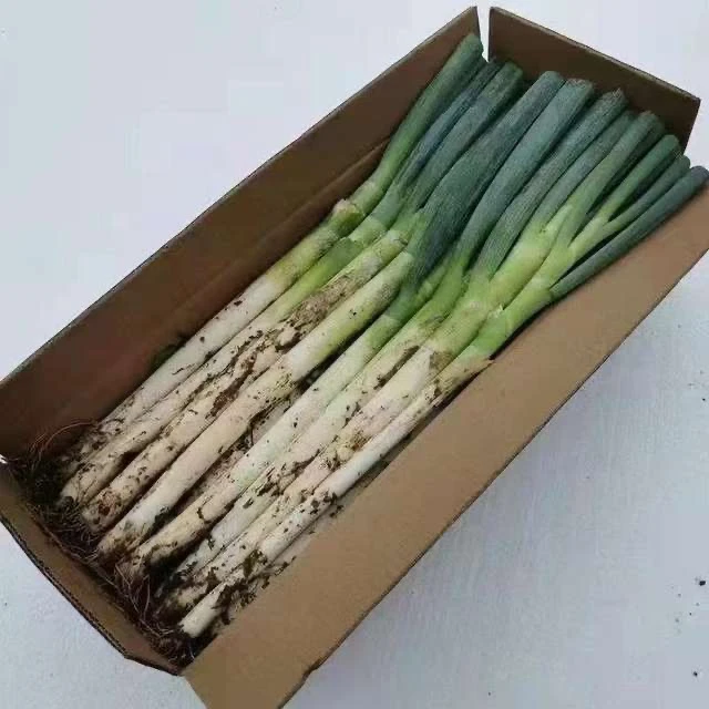 SZX山东大葱新鲜铁杆大葱长白毛葱蘸酱嫩葱包邮