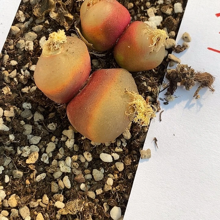 3402。    一组。