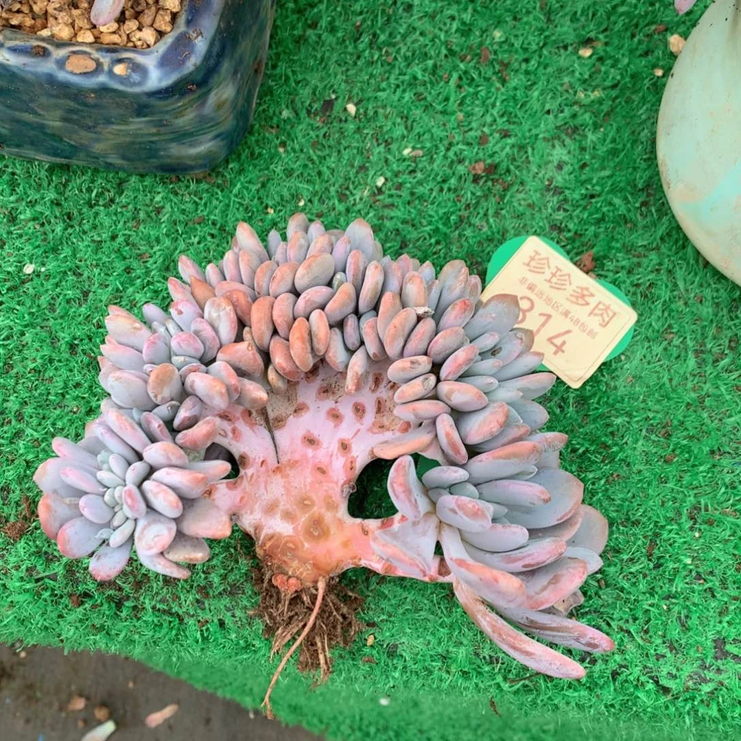 安***夏粉兔树缀一物一拍314
