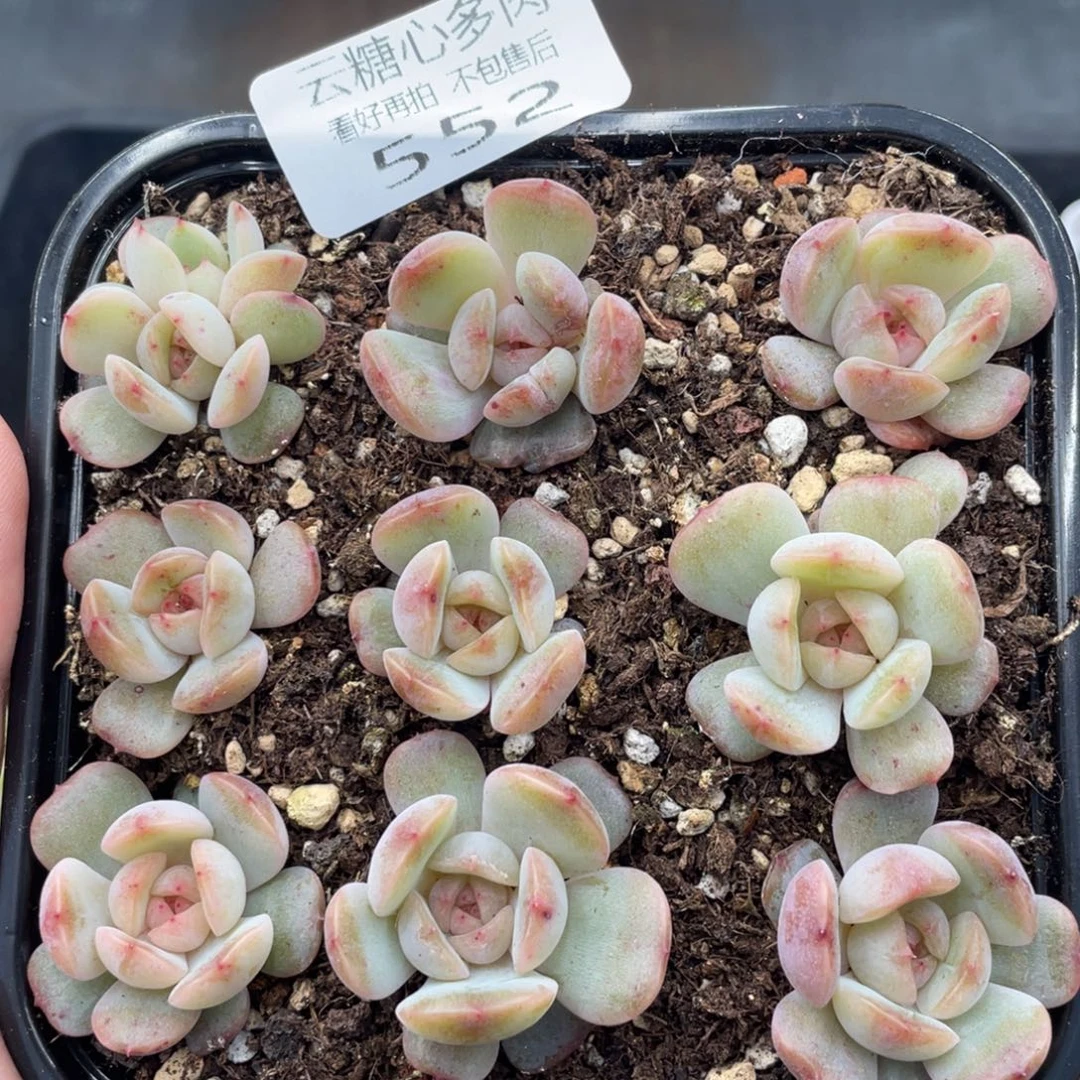 云糖心多肉植物552