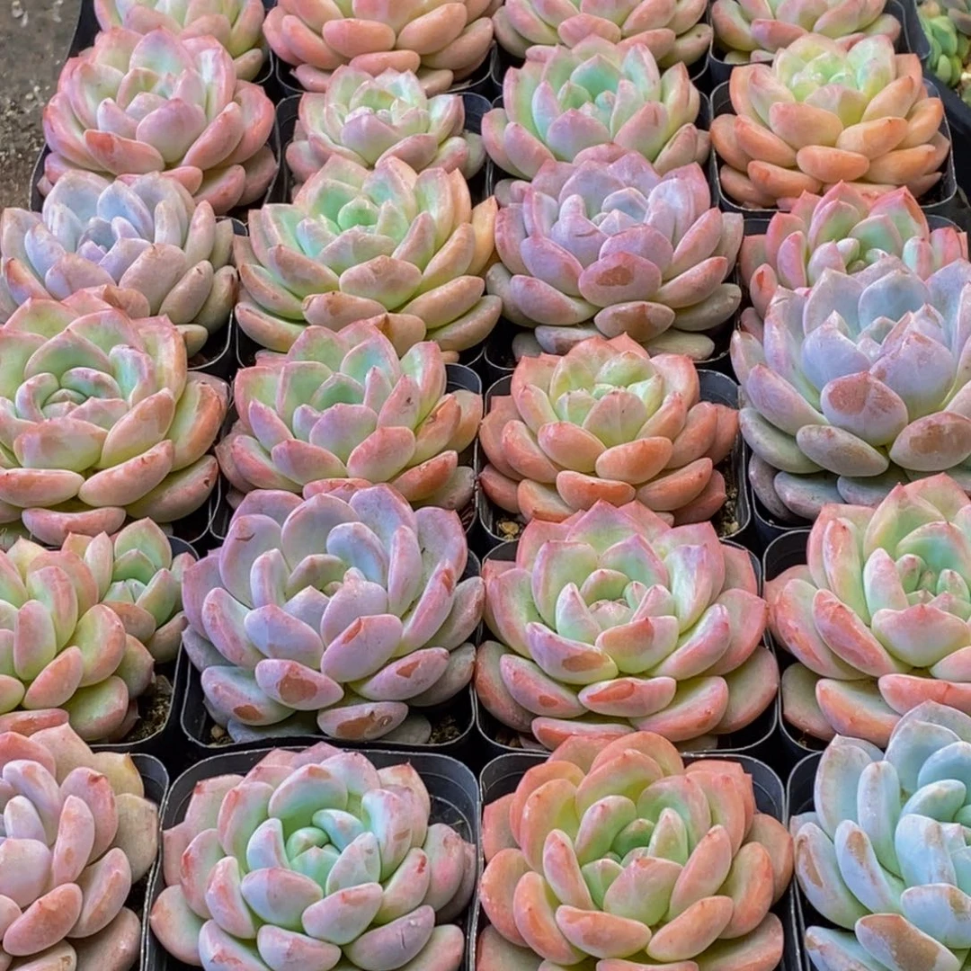 152的时候我们都是一样