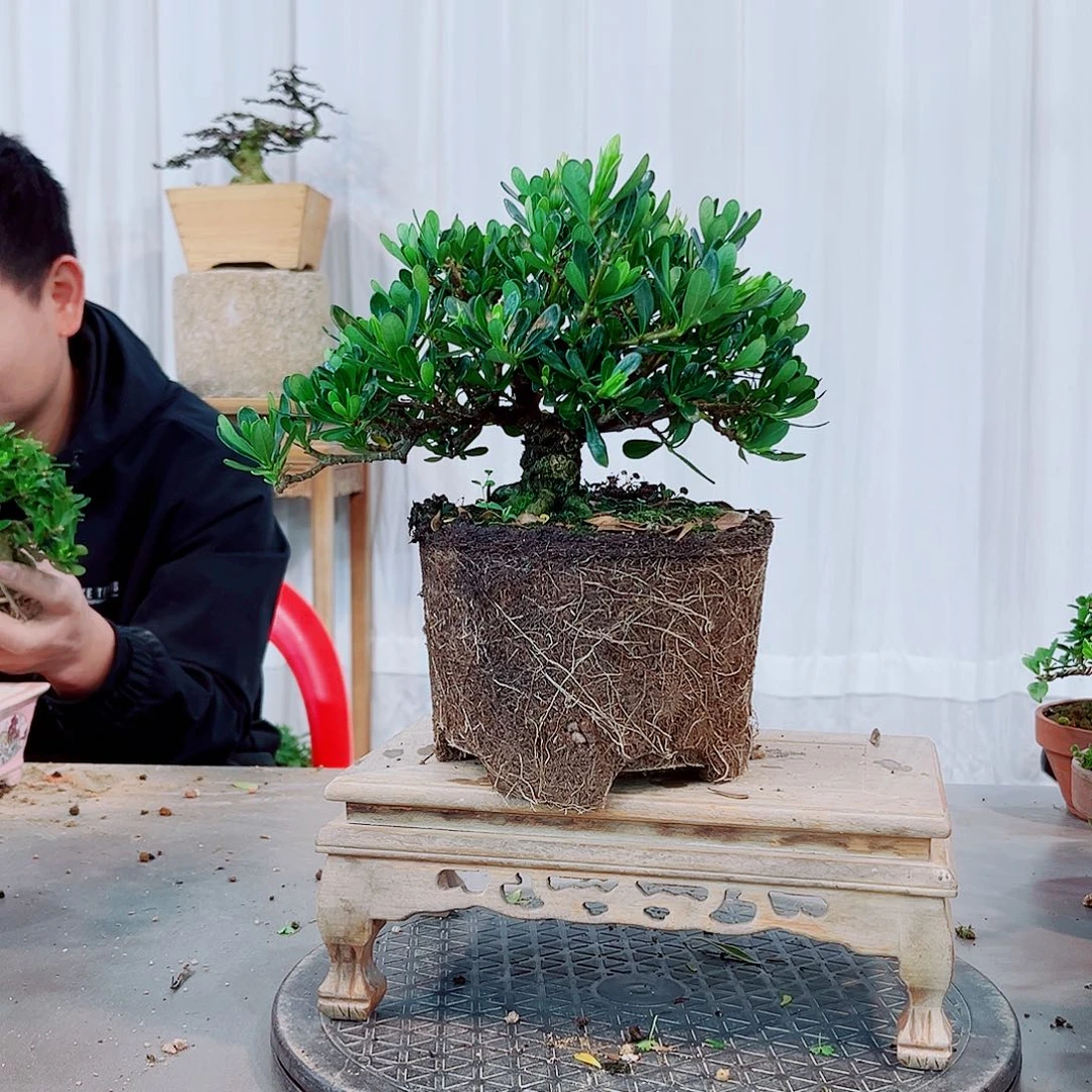 潇***。光叶释迦栀子花花