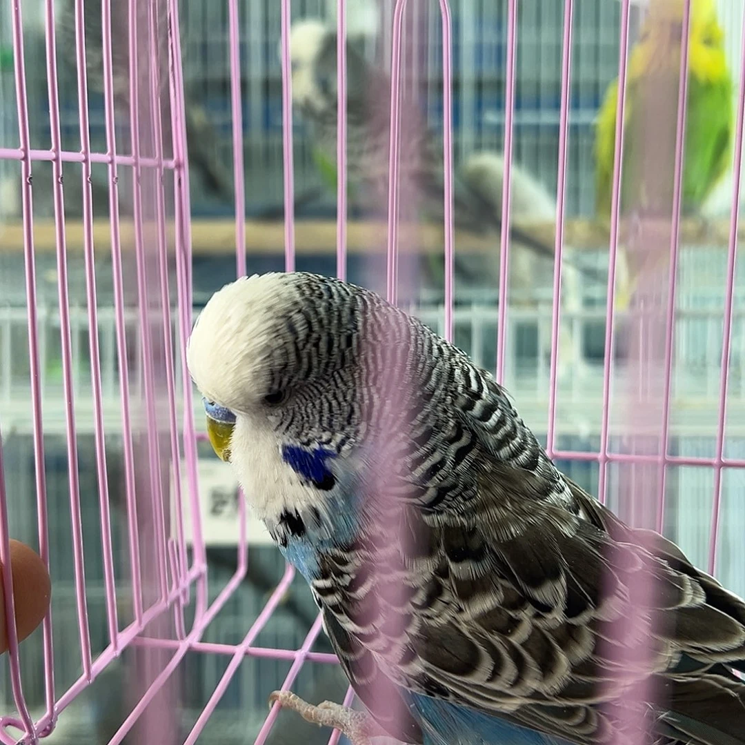 虎皮鹦鹉孙就算了