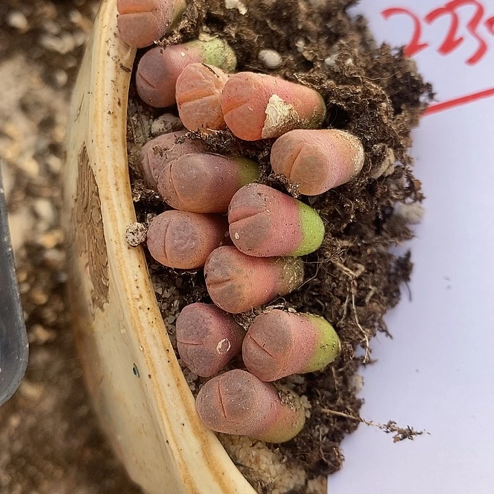 22307。  c10风铃一颗。