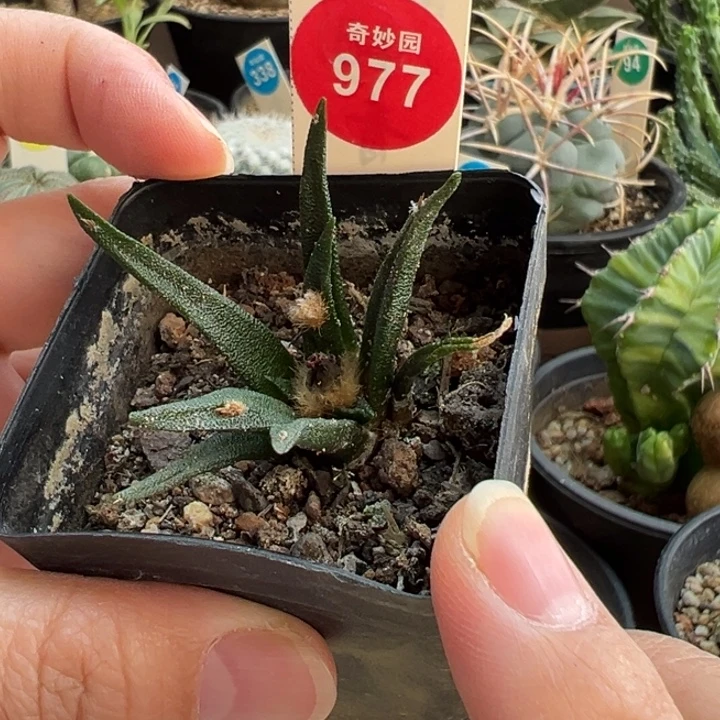 实生母本龙舌兰牡丹
