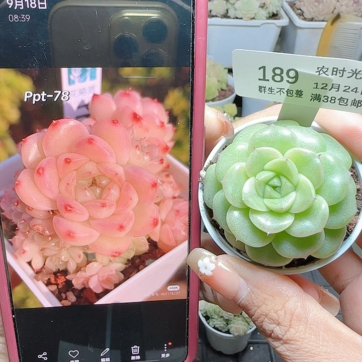 1224-189ppt-78麦杆