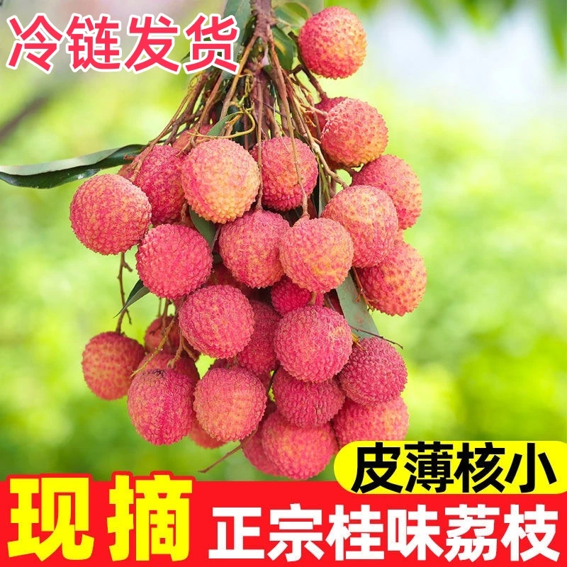 【农人四哥】桂味荔枝果新鲜当季水果冷链发货现摘现发精品大果包邮
