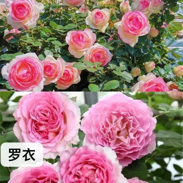 爬藤月季拍一发二到手两颗大苗