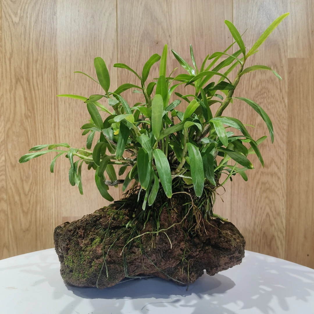 重唇石斛兰/金鱼眼石斛/火山石栽培种植/花卉/绿植四季常绿