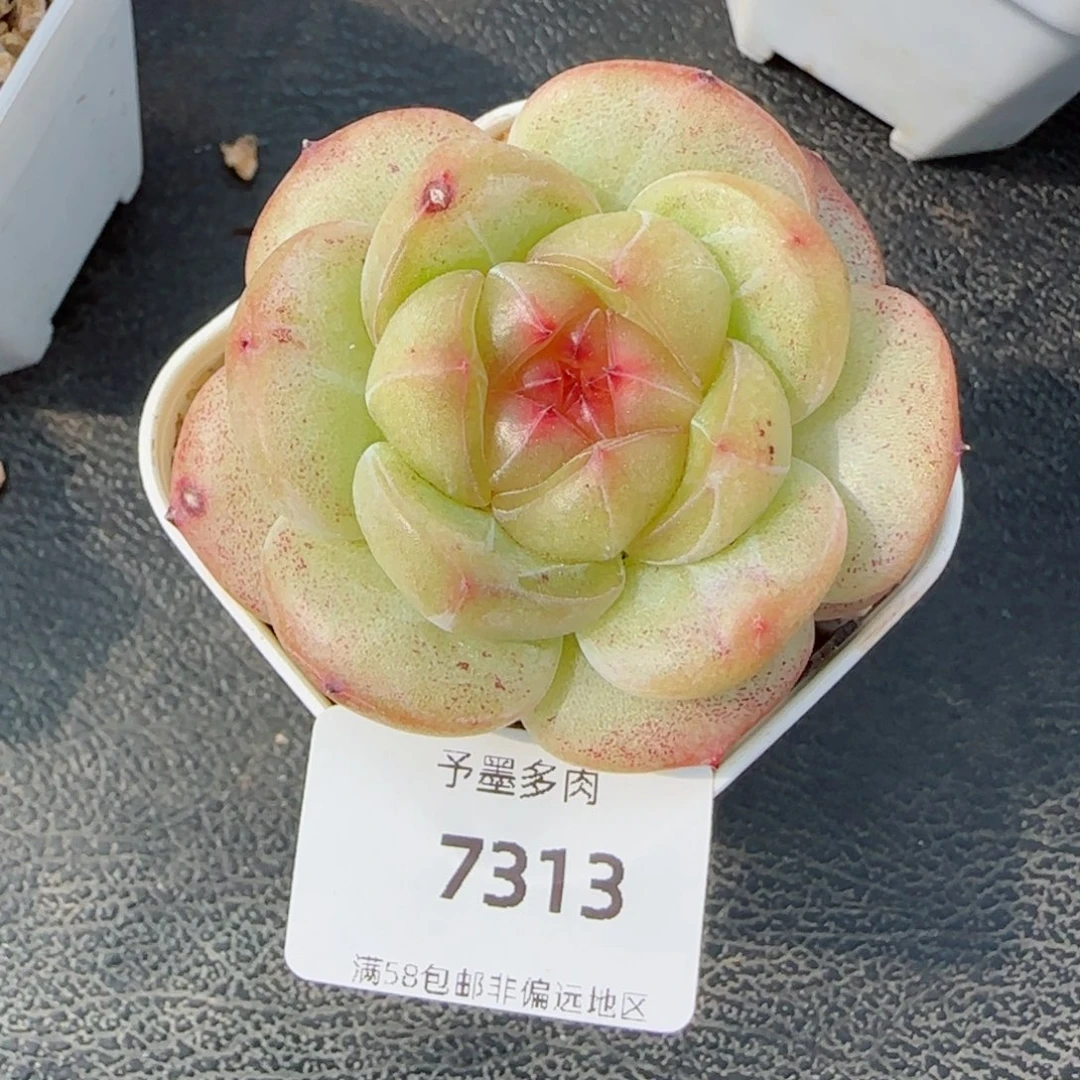 孤品珍妮，7313多肉植物