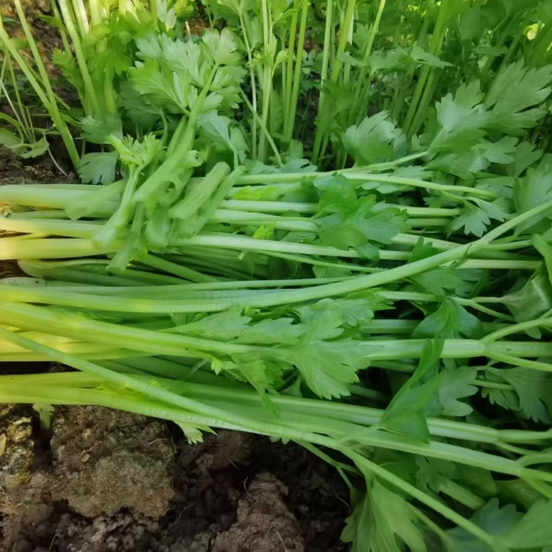本地芹菜 100g芹菜