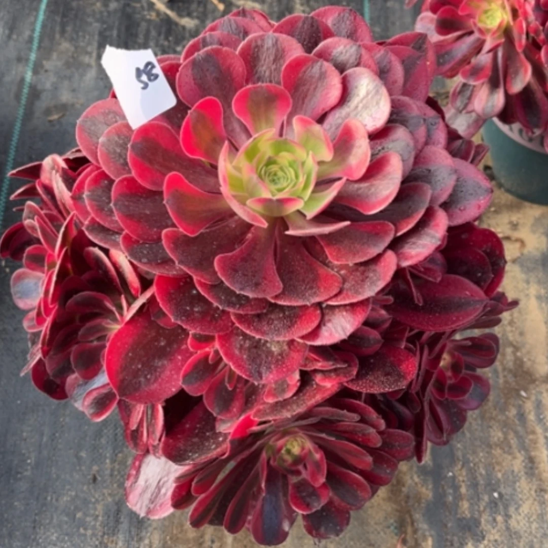 【闪购商品】58美杜莎多肉法师