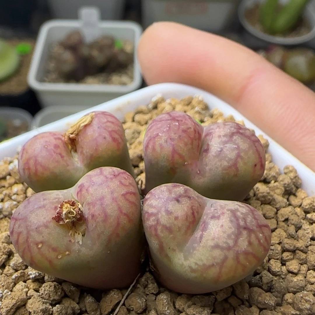 杂交群生多肉植物144