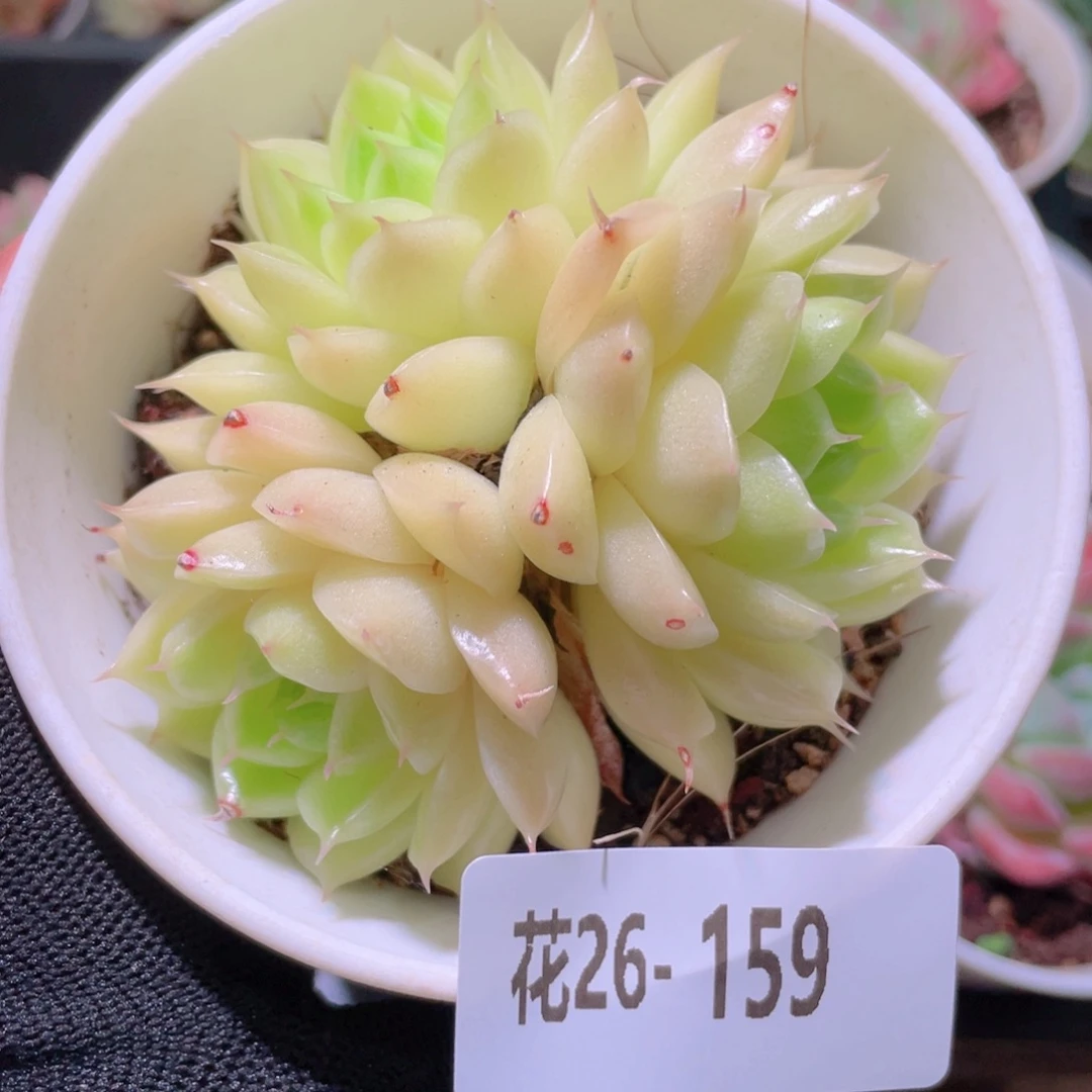 花利美26-159麦秆