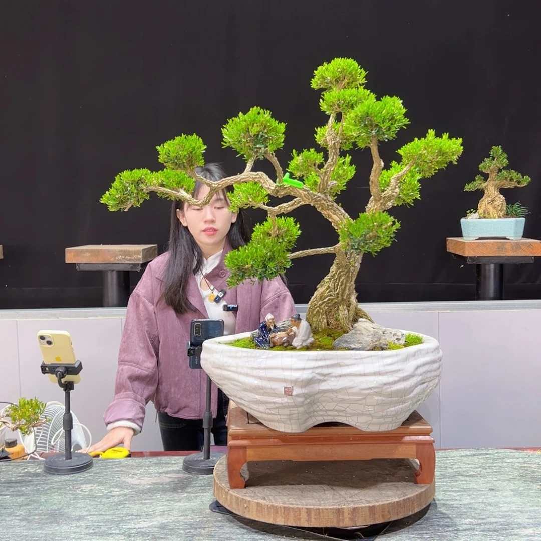 绿植黄杨盆景黄****加盆景