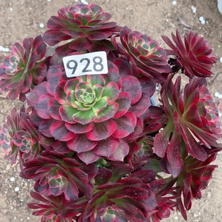 928多肉安娜植物