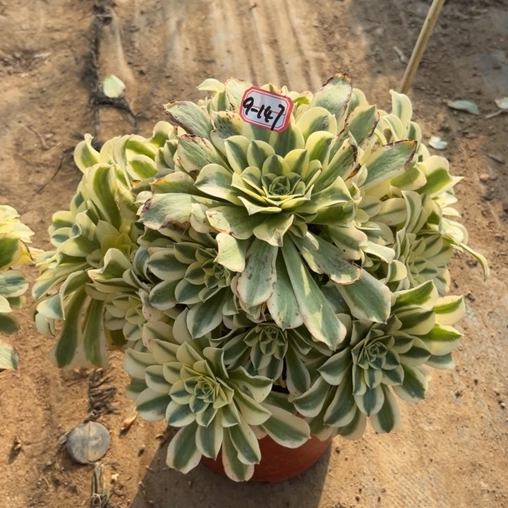 9-147绿豆沙多肉植物