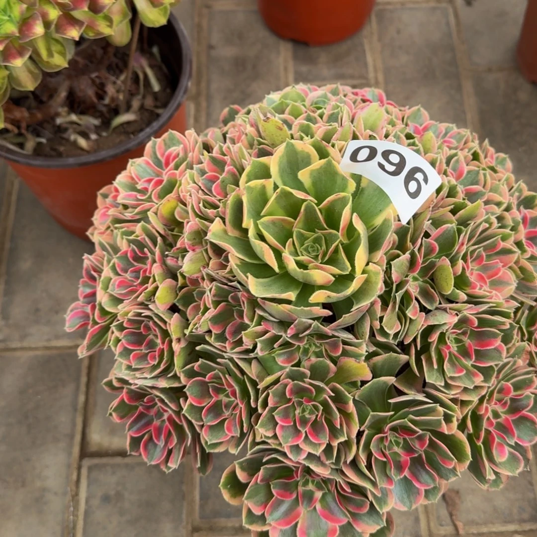 多肉植物096粉女郎