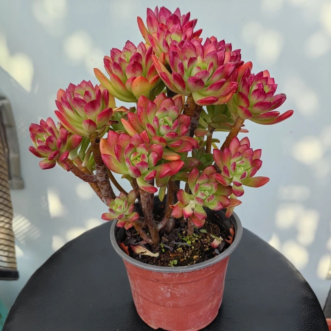 王小二红稚莲全店多肉任意拍满9.9元发货 拍满5单送一包吡虫啉