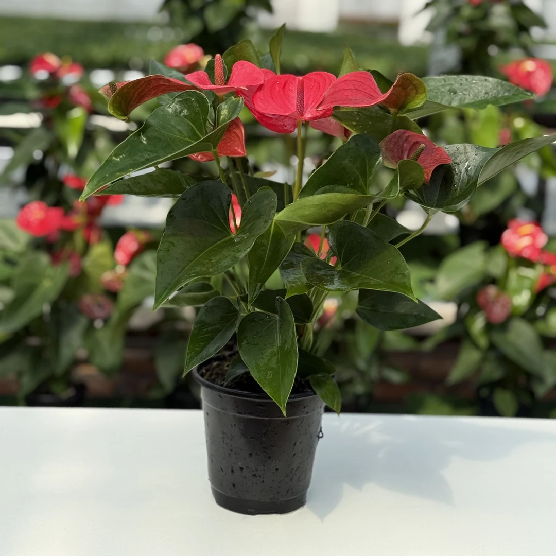 【多美丽粉色保4花】玫粉色大花彩色红掌稀有品种株高爆款四季开花