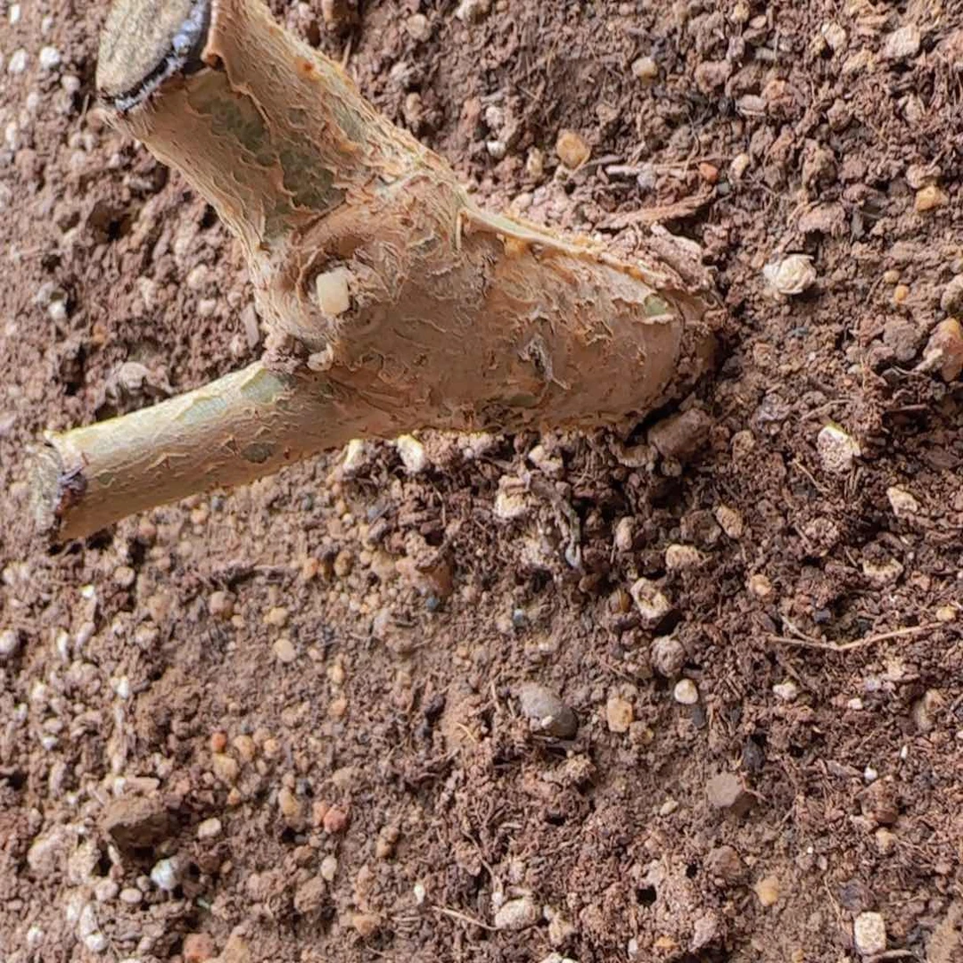 幽*块根植物块块根植物