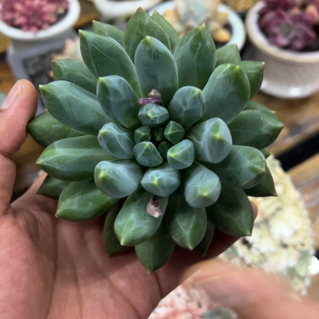 胖体重楼钱袋子06