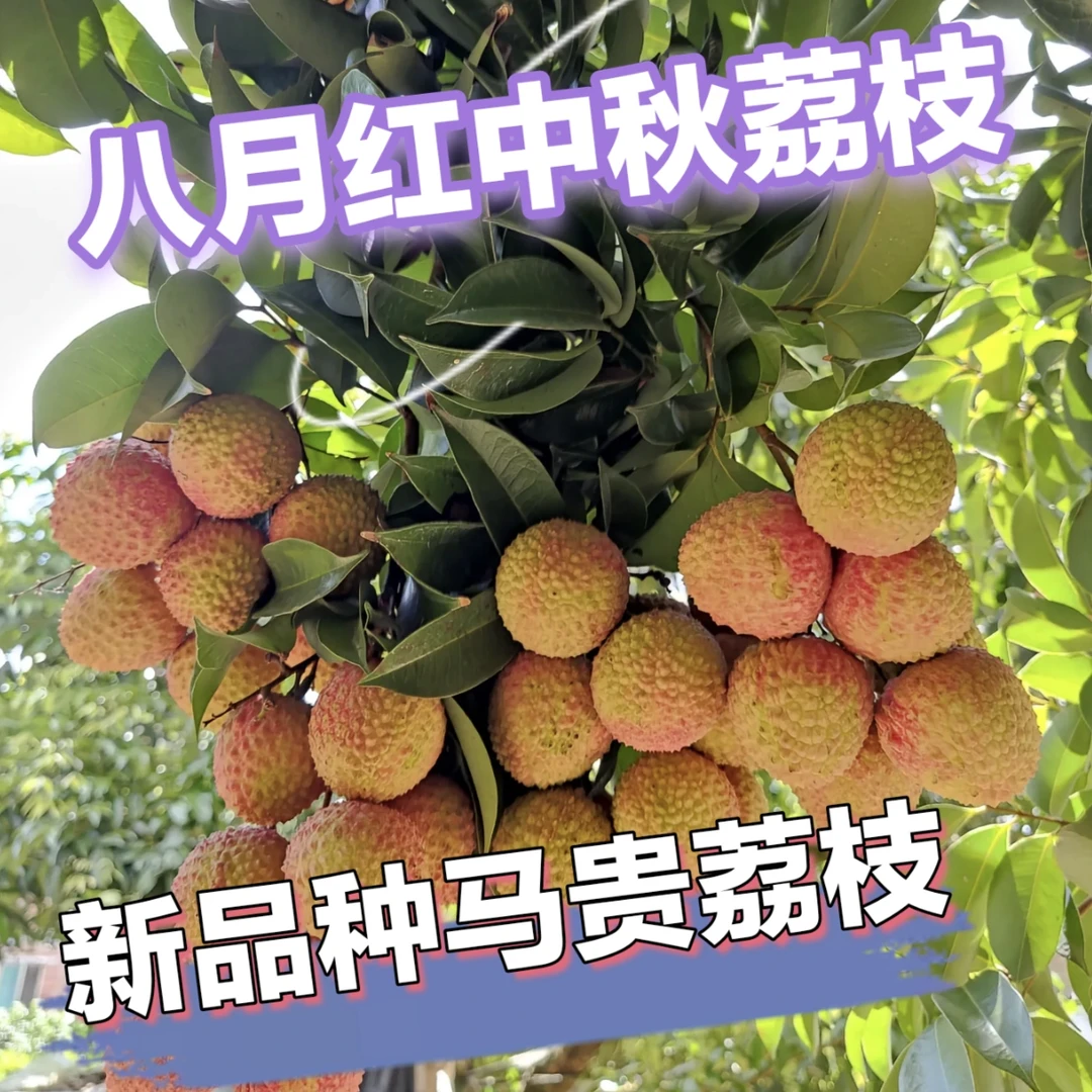 新品种马贵八月荔枝晚熟品种，带土带叶，盆栽地栽都可以南方