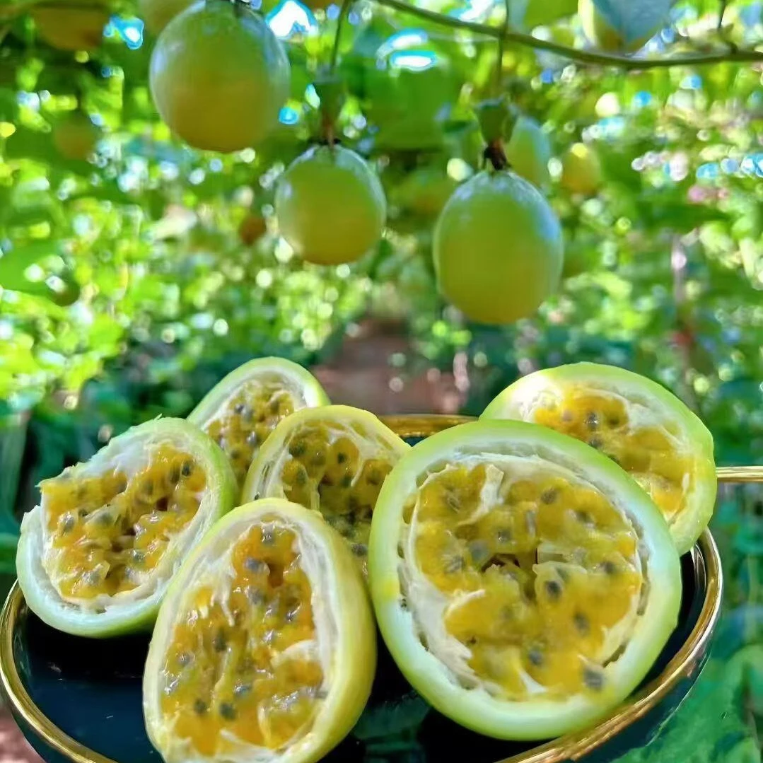 广西桂林高山百香果9号钦蜜九号新鲜当季水果香甜多汁3斤5斤