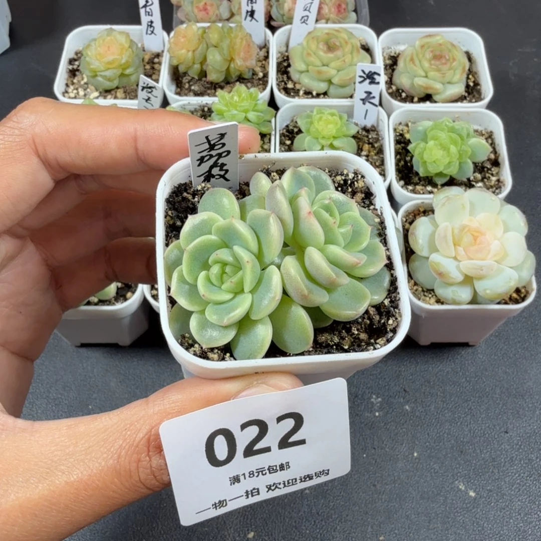 甜心荔枝双头一物一拍022