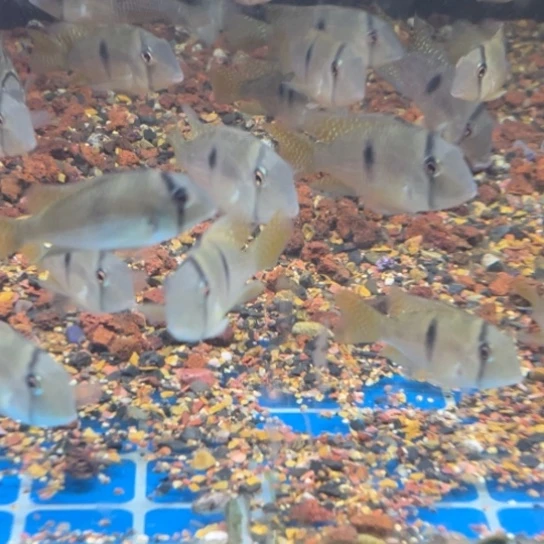 J***e慈鲷鱼6-7钻石藩王1只