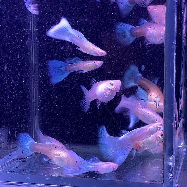 孔雀鱼蓝白20条包邮