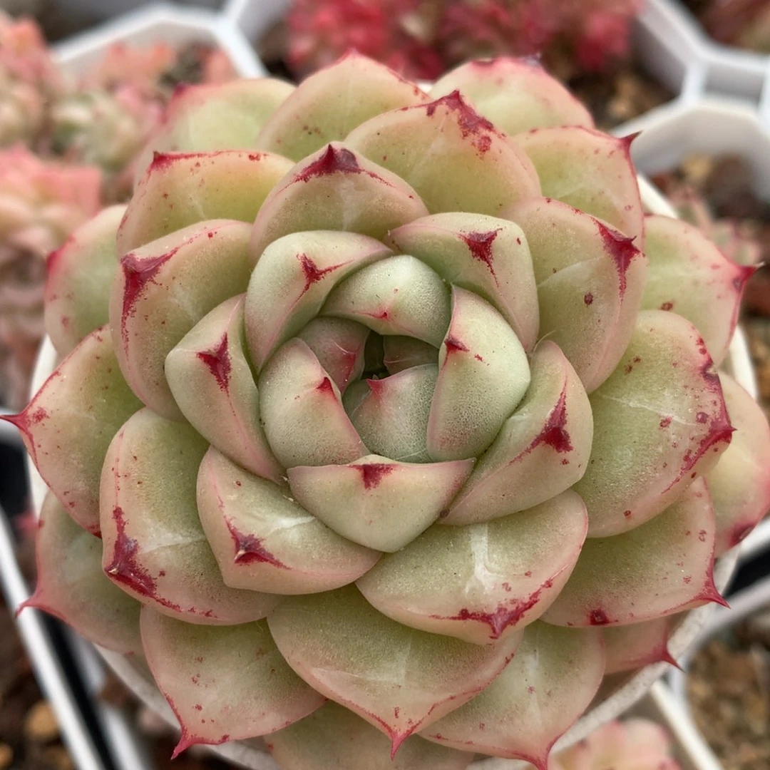 0210-32 麦杆优选