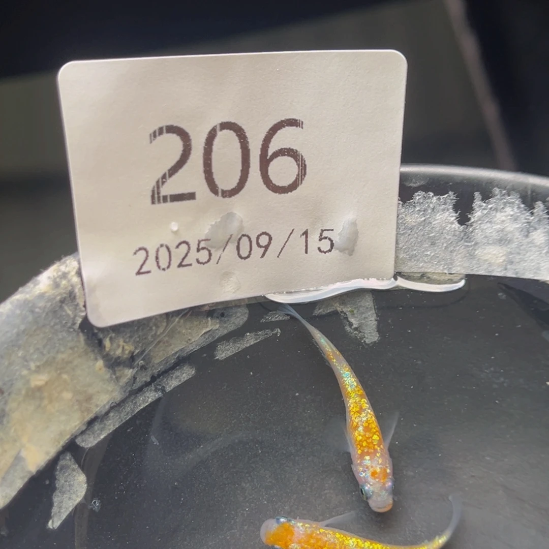 青鳉206海王星王华一对