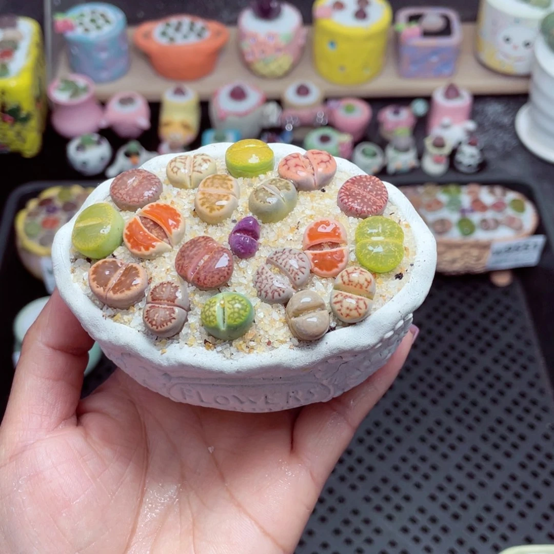 w9554 带盆土发货-零下地区拍保温箱